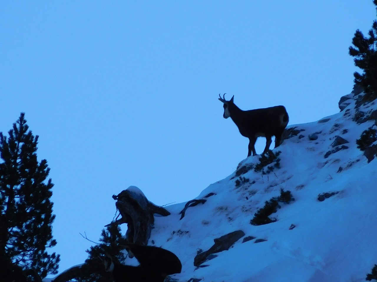 20170122-raquettes-vercors_32419310640_o_46041231541_o.jpg